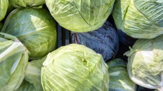 zemědělství, zelí, potraviny