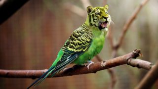 ekologie, zvíře, papoušek