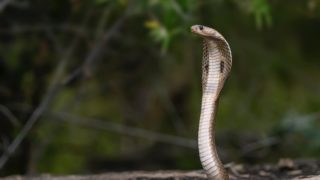 kobra, had, snake, vyčkávání