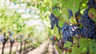 víno; vinice; zemědělství