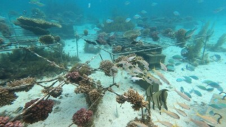 Iniciativa Huawei-IUCN Tech4Nature oznámila novou fázi projektu na ochranu korálových útesů