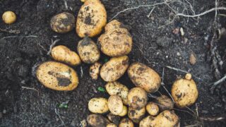 brambory; zemědělství