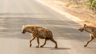 hyena; hyeny; příroda