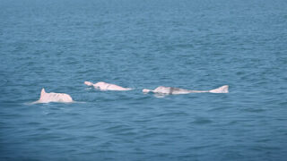 Řešení založené na umělé inteligenci přináší první úspěchy v ochraně delfínů indočínských